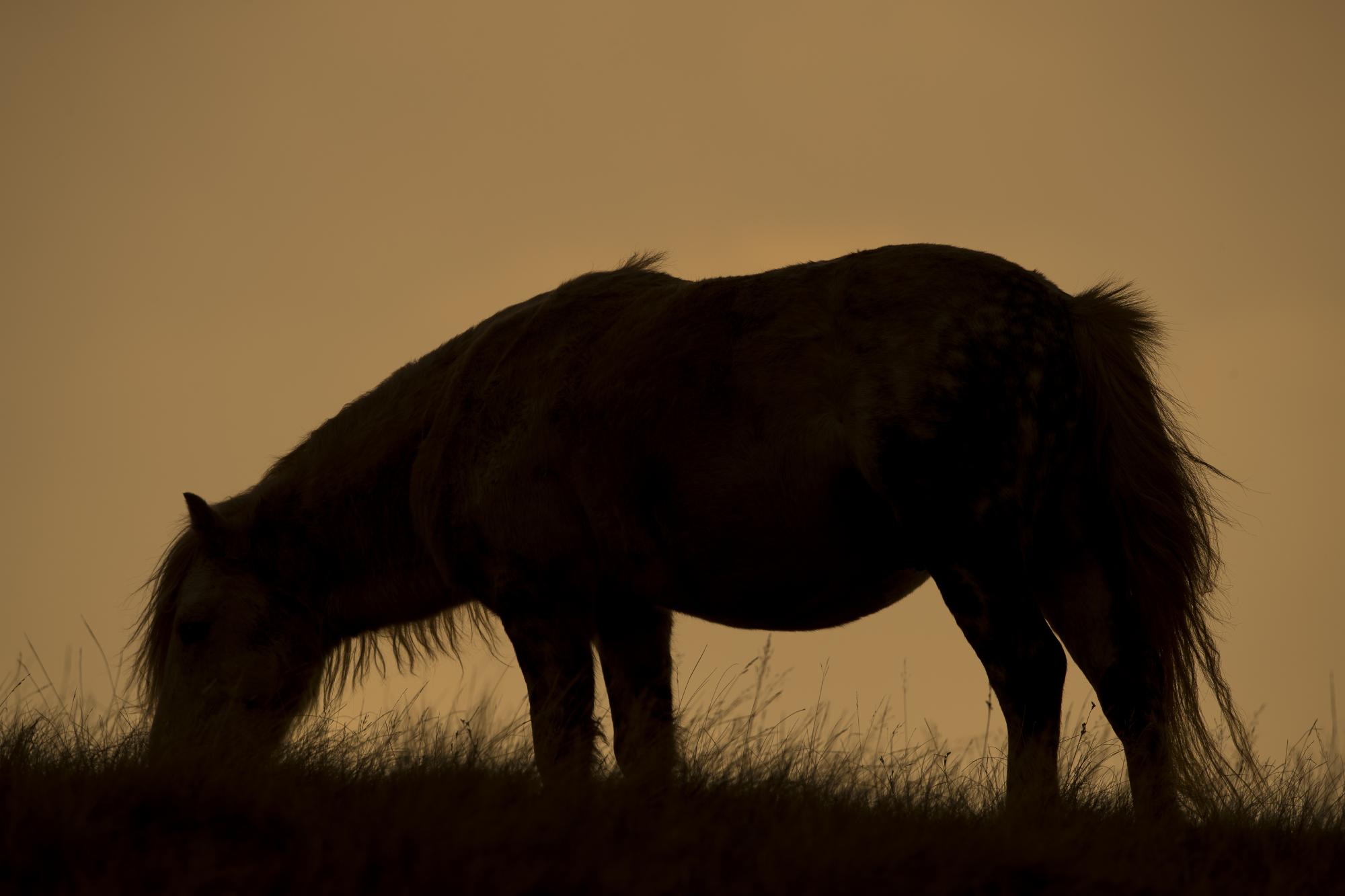 pony