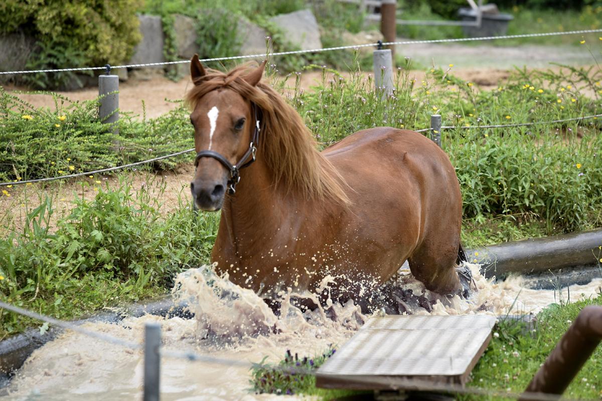 Horse