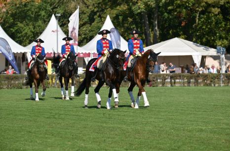 Pas de Quatre bei der Neustädter Hengstparade, Foto: Björn Schroeder